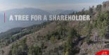 Video - A tree for a shareholder