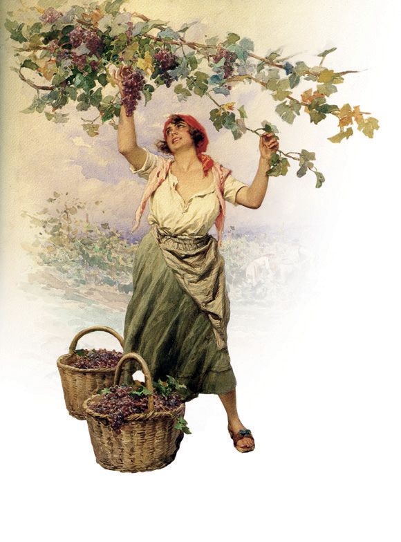 Photo gallery - watercolor Grape-Harvest