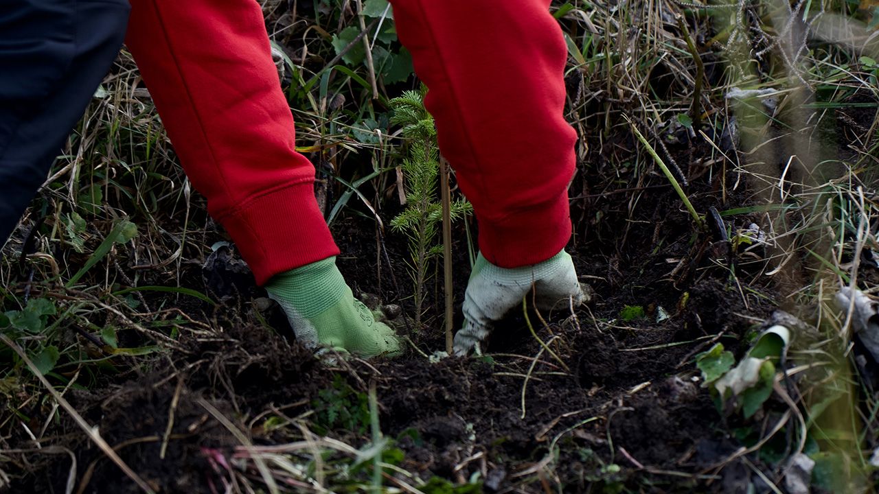 Il progetto “Un albero per Azionista” continua a favore della riforestazione - 3