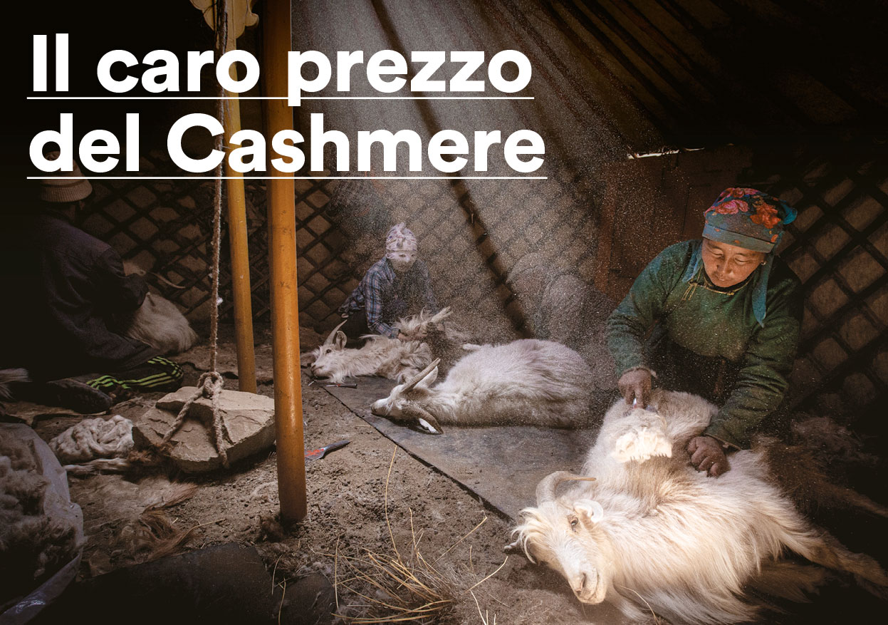 Il drammatico peso delle capre da cashmere nell’economia della Mongolia.