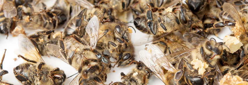 Perdita di biodiversità – SOS dalle forme viventi